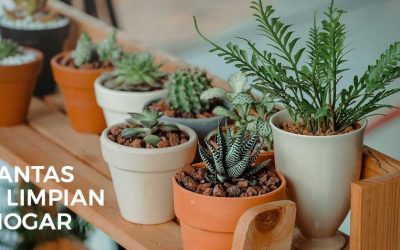 5 plantas de interior que limpian el aire de tu casa