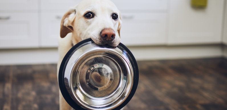 No todo lo que tú comes es bueno para tu perro