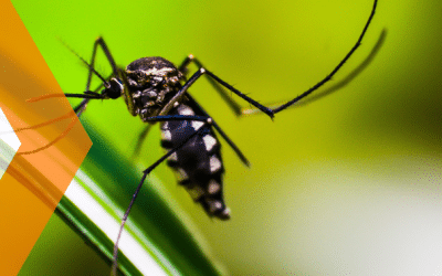 Cómo protegerte de los mosquitos