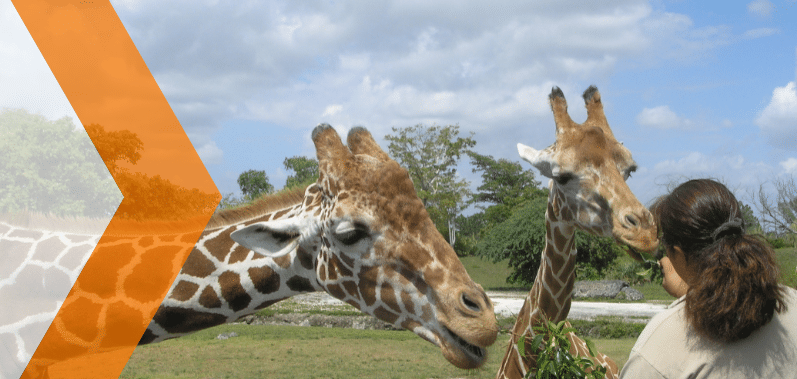 Descubre el Zoológico de León, Guanajuato: Un lugar lleno de vida y aventura