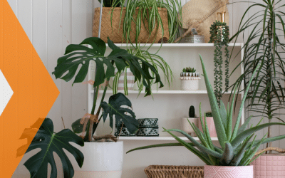 Dale vida a tu hogar y aire limpio decorando con plantas
