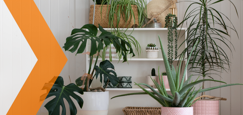 Dale vida a tu hogar y aire limpio decorando con plantas